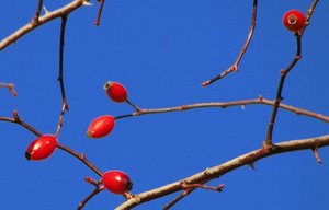 Le piante selvatiche di uso alimentare
